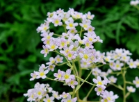 Saxifraga Kath Dryden